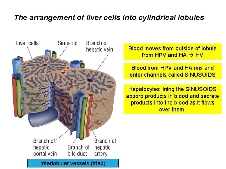 The arrangement of liver cells into cylindrical lobules Blood moves from outside of lobule
