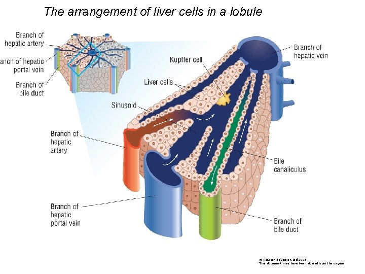 The arrangement of liver cells in a lobule © Pearson Education Ltd 2009 This