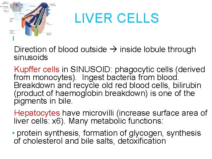 LIVER CELLS Direction of blood outside inside lobule through sinusoids Kupffer cells in SINUSOID: