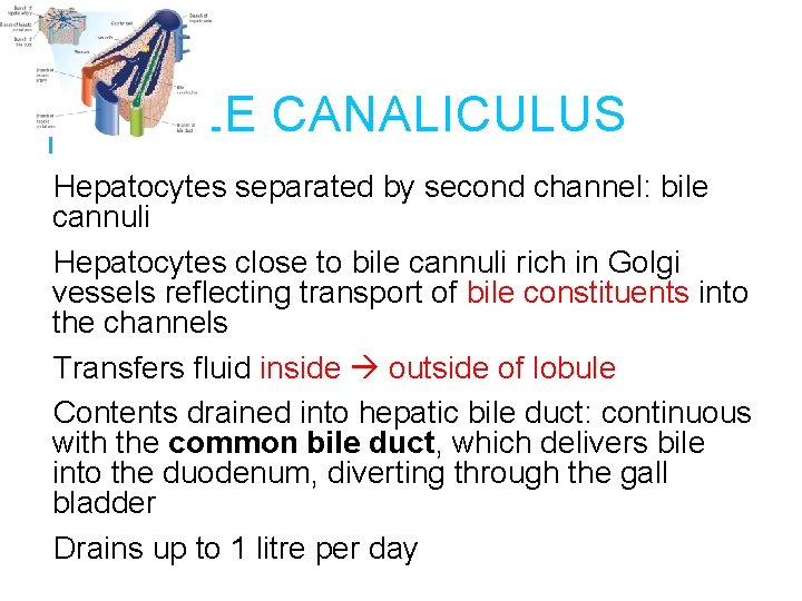 BILE CANALICULUS Hepatocytes separated by second channel: bile cannuli Hepatocytes close to bile cannuli
