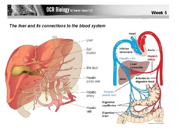Week 5 The liver and its connections to the blood system 