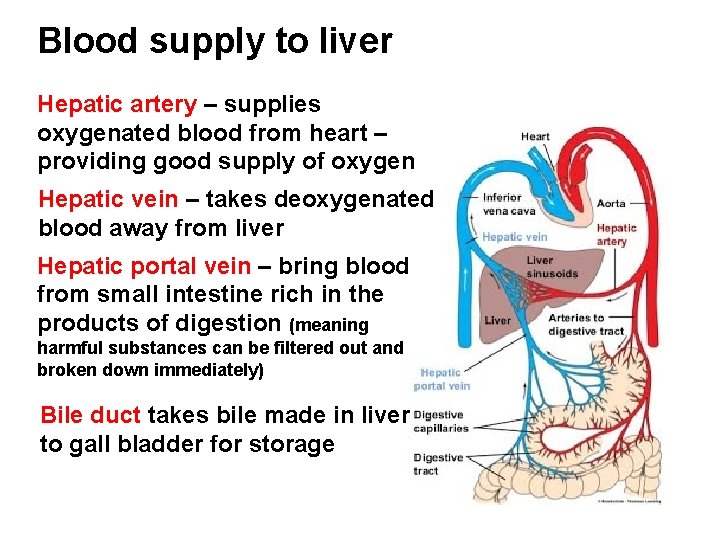 Blood supply to liver Hepatic artery – supplies oxygenated blood from heart – providing
