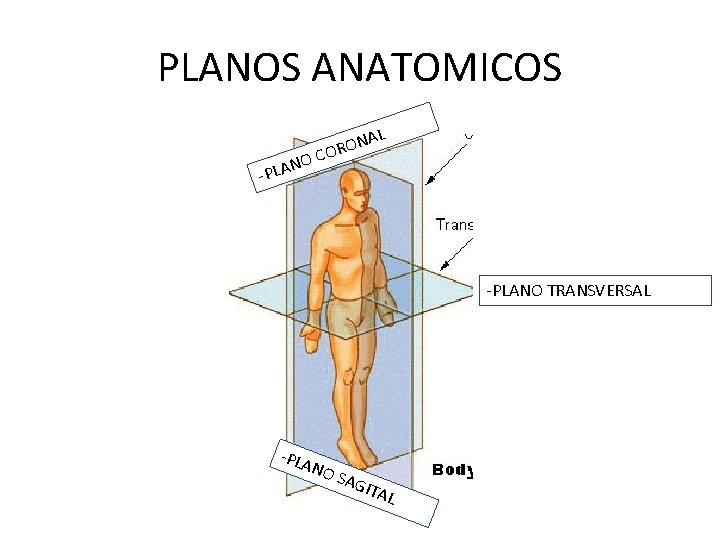 PLANIMETRIA PLANOS ANATOMICOS Y POSICION ANATOMICA Para estudiar