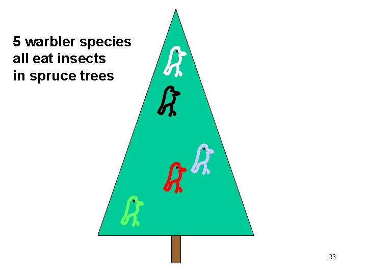 5 warbler species all eat insects in spruce trees . . . 23 