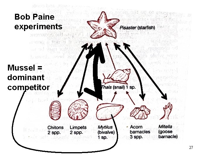 Bob Paine experiments Mussel = dominant competitor 27 