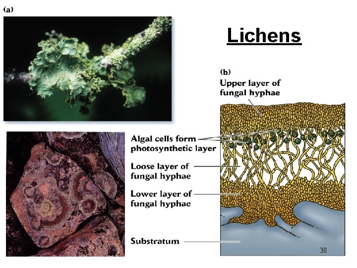 Lichens 30 