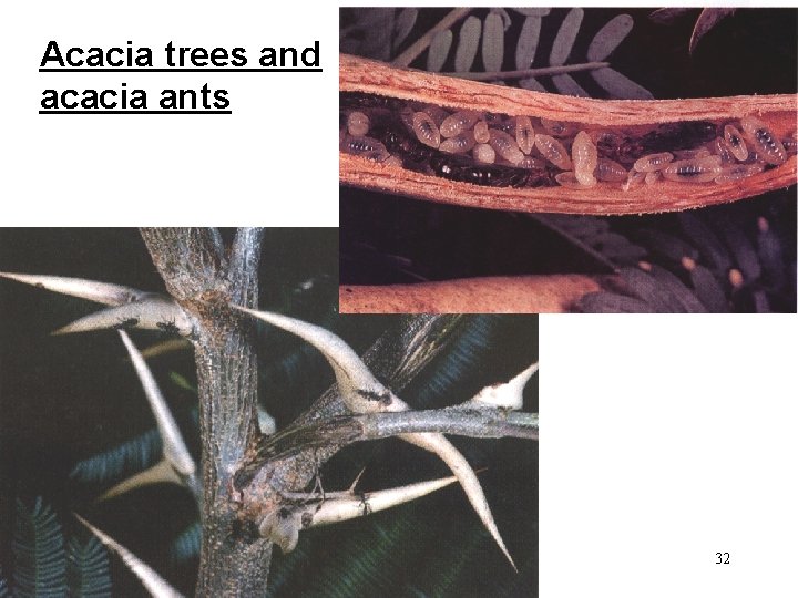 Acacia trees and acacia ants 32 