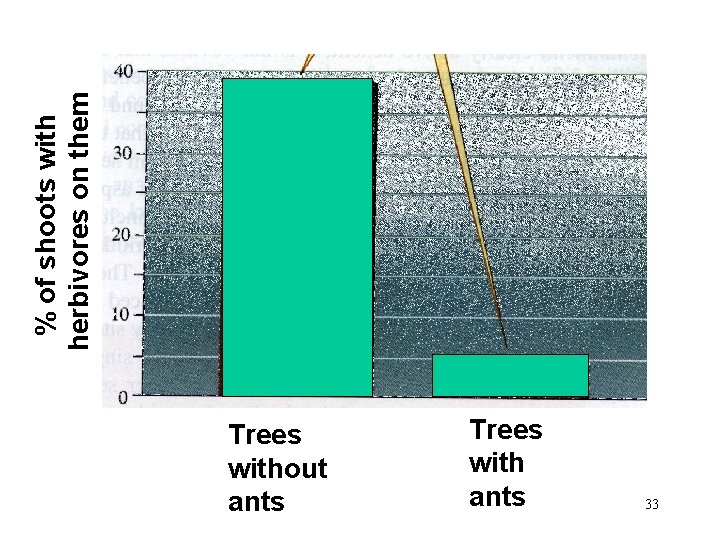 Trees without ants Trees with ants 33 % of shoots with herbivores on them