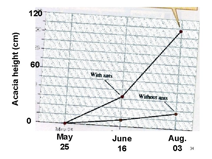 Acacia height (cm) 120 60 0 May 25 June 16 Aug. 03 34 