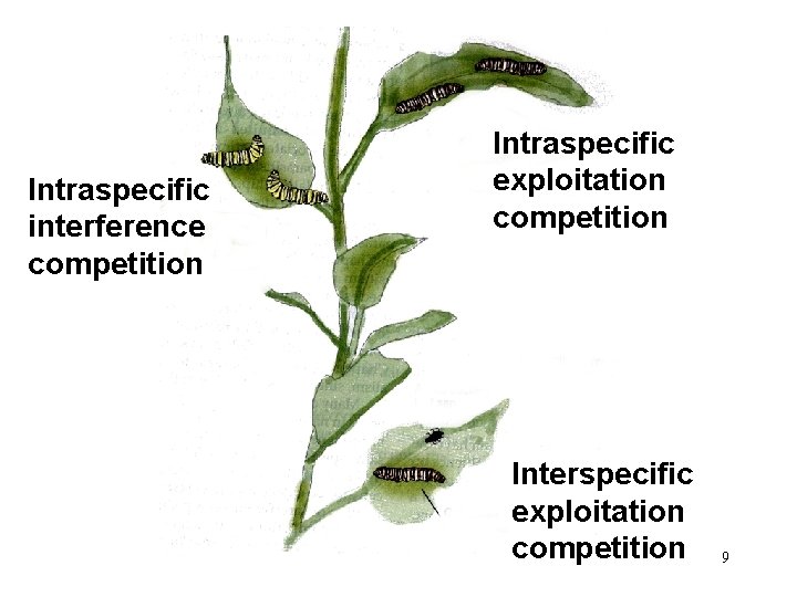 Intraspecific interference competition Intraspecific exploitation competition Interspecific exploitation competition 9 