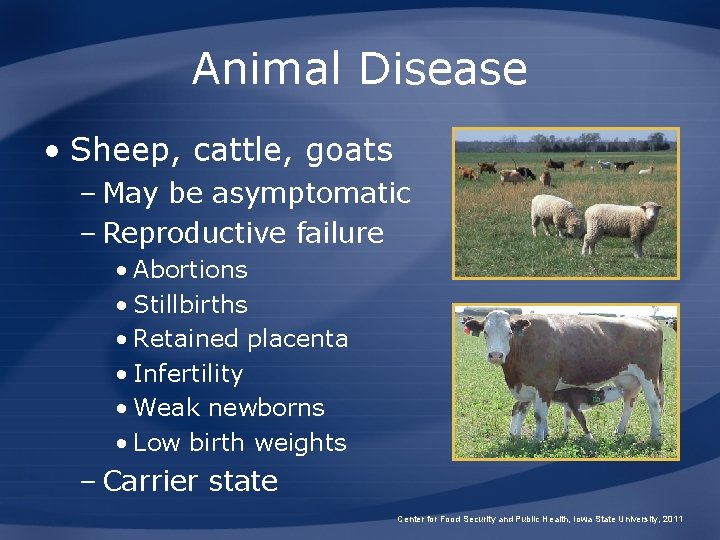 Animal Disease • Sheep, cattle, goats – May be asymptomatic – Reproductive failure •