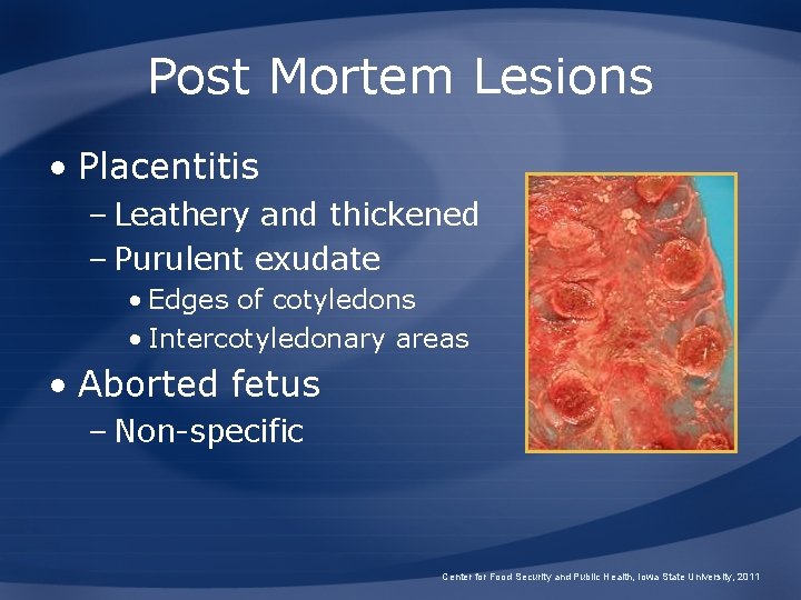 Post Mortem Lesions • Placentitis – Leathery and thickened – Purulent exudate • Edges