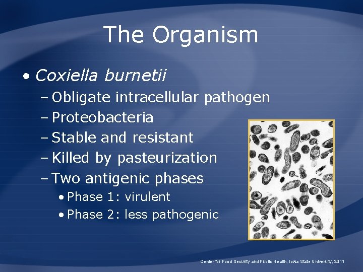 The Organism • Coxiella burnetii – Obligate intracellular pathogen – Proteobacteria – Stable and