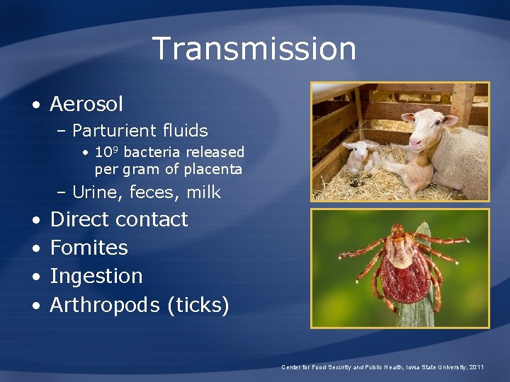 Transmission • Aerosol – Parturient fluids • 109 bacteria released per gram of placenta