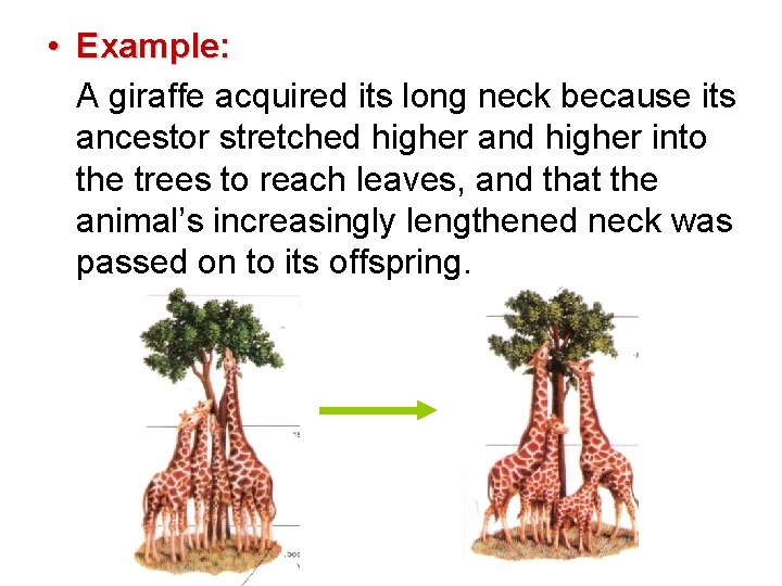  • Example: A giraffe acquired its long neck because its ancestor stretched higher