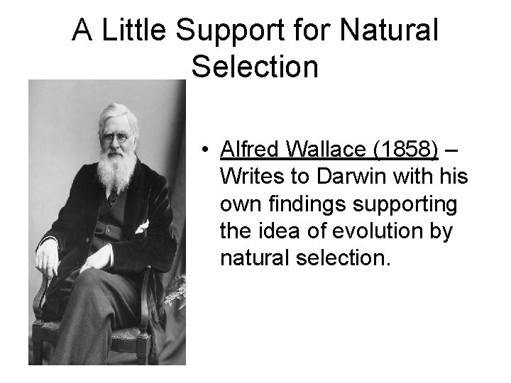 A Little Support for Natural Selection • Alfred Wallace (1858) – Writes to Darwin