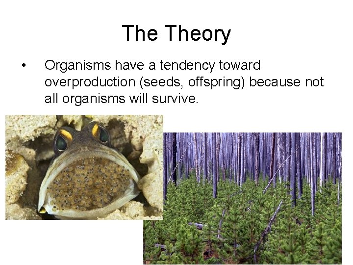The Theory • Organisms have a tendency toward overproduction (seeds, offspring) because not all