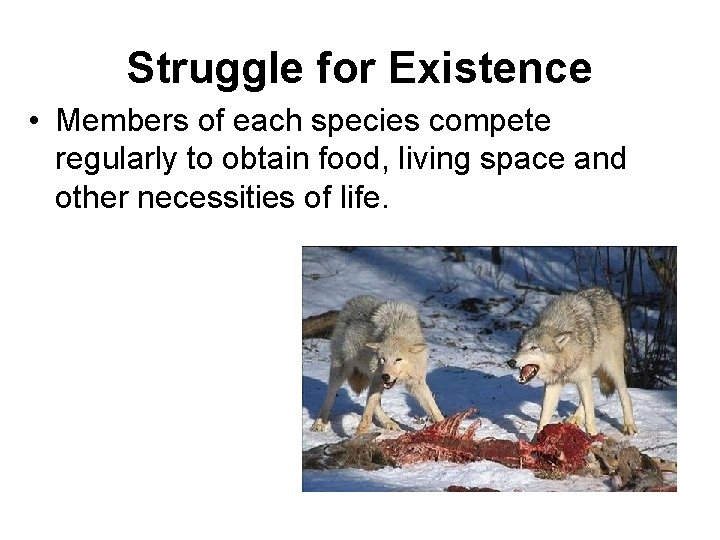 Struggle for Existence • Members of each species compete regularly to obtain food, living