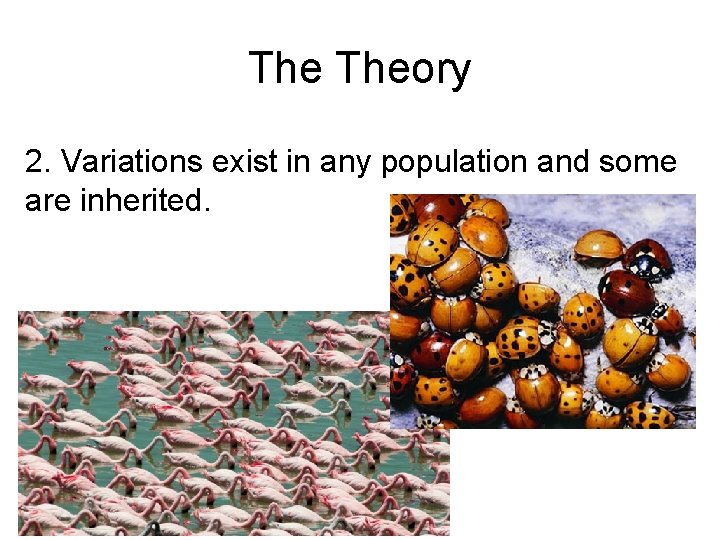 The Theory 2. Variations exist in any population and some are inherited. 