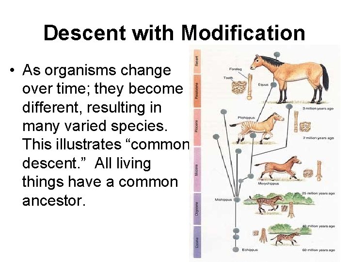 Descent with Modification • As organisms change over time; they become different, resulting in
