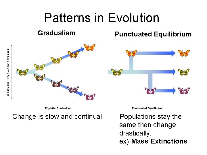 Patterns in Evolution Gradualism Punctuated Equilibrium Change is slow and continual. Populations stay the