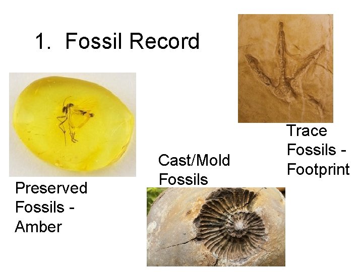 1. Fossil Record Preserved Fossils Amber Cast/Mold Fossils Trace Fossils Footprint 