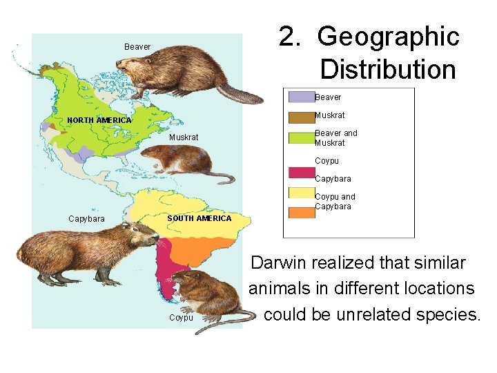 2. Geographic Distribution Beaver Muskrat NORTH AMERICA Muskrat Beaver and Muskrat Coypu Capybara Coypu