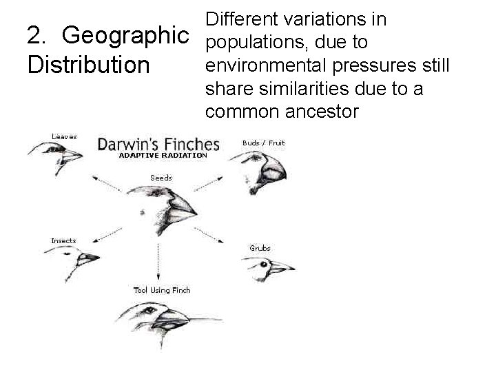 2. Geographic Distribution Different variations in populations, due to environmental pressures still share similarities