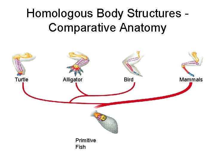 Homologous Body Structures Comparative Anatomy Turtle Alligator Primitive Fish Bird Mammals 