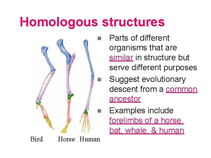 Homologous structures n n n Bird Horse Human Parts of different organisms that are