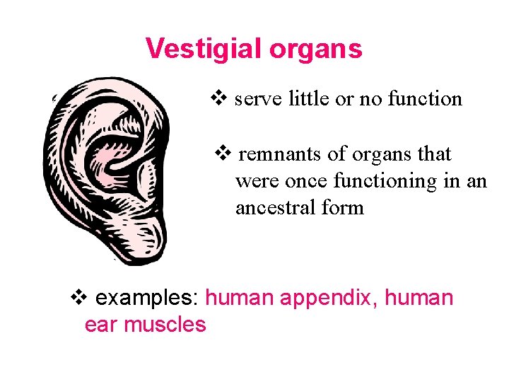 Vestigial organs v serve little or no function v remnants of organs that were