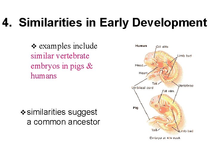 4. Similarities in Early Development v examples include similar vertebrate embryos in pigs &