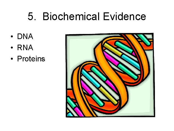 5. Biochemical Evidence • DNA • RNA • Proteins 