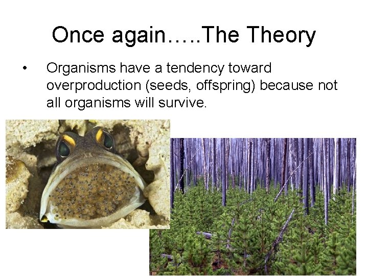 Once again…. . Theory • Organisms have a tendency toward overproduction (seeds, offspring) because