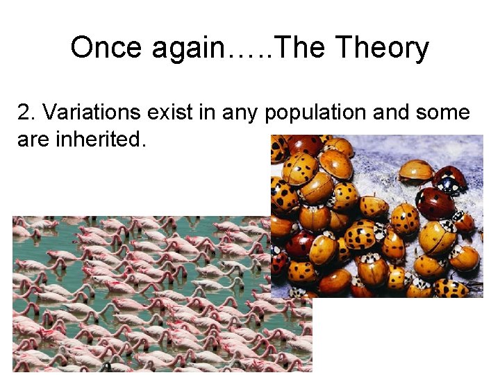 Once again…. . Theory 2. Variations exist in any population and some are inherited.