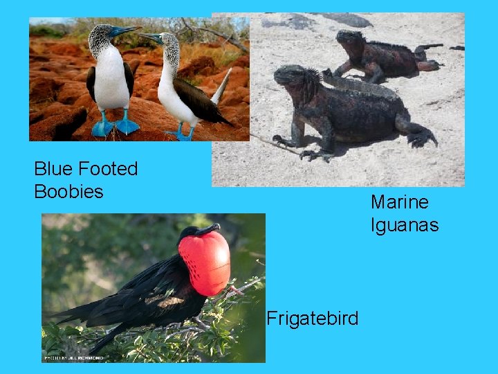 Blue Footed Boobies Marine Iguanas Frigatebird 