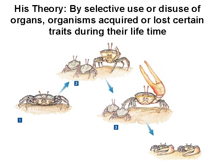 His Theory: By selective use or disuse of organs, organisms acquired or lost certain