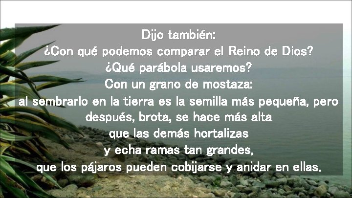 Dijo también: ¿Con qué podemos comparar el Reino de Dios? ¿Qué parábola usaremos? Con