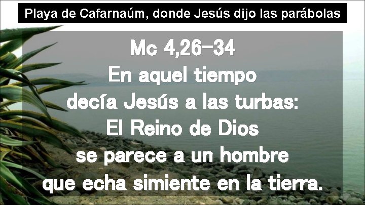 Playa de Cafarnaúm, donde Jesús dijo las parábolas Mc 4, 26 -34 En aquel