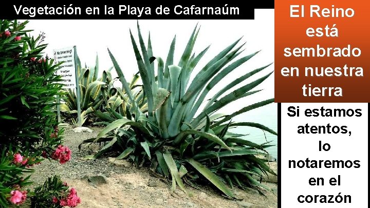 Vegetación en la Playa de Cafarnaúm El Reino está sembrado en nuestra tierra Si