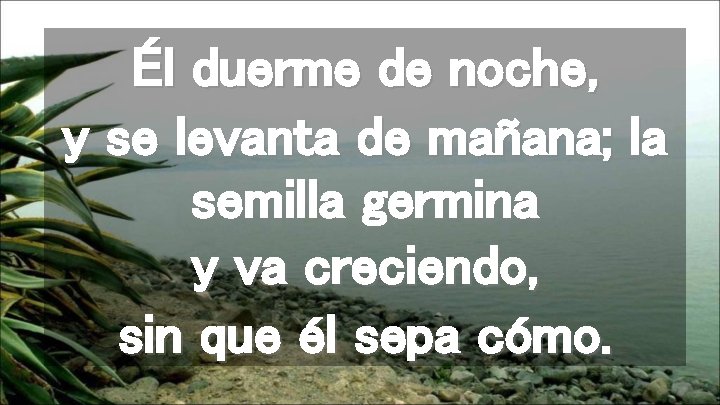Él duerme de noche, y se levanta de mañana; la semilla germina y va