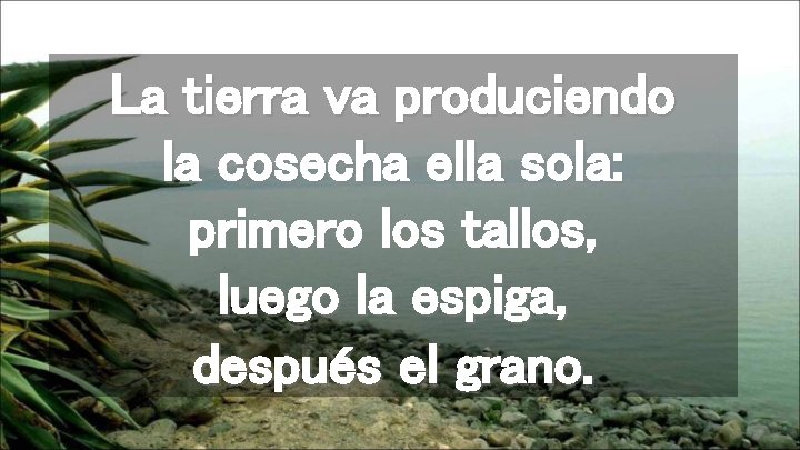 La tierra va produciendo la cosecha ella sola: primero los tallos, luego la espiga,