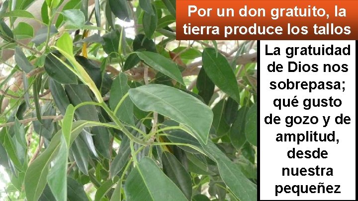 Por un don gratuito, la tierra produce los tallos La gratuidad de Dios nos