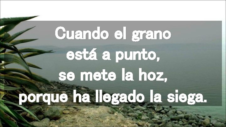 Cuando el grano está a punto, se mete la hoz, porque ha llegado la