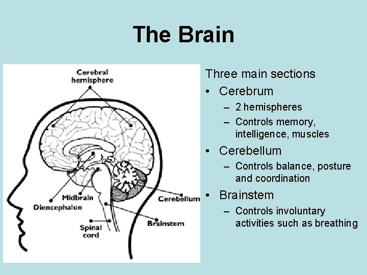 The Brain Three main sections • Cerebrum – 2 hemispheres – Controls memory, intelligence,