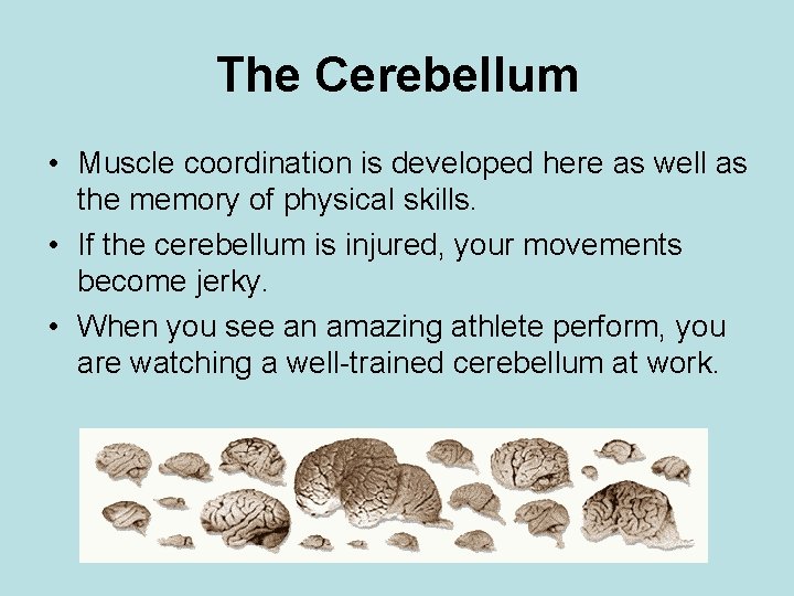 The Cerebellum • Muscle coordination is developed here as well as the memory of