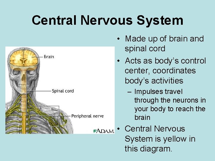 Central Nervous System • Made up of brain and spinal cord • Acts as