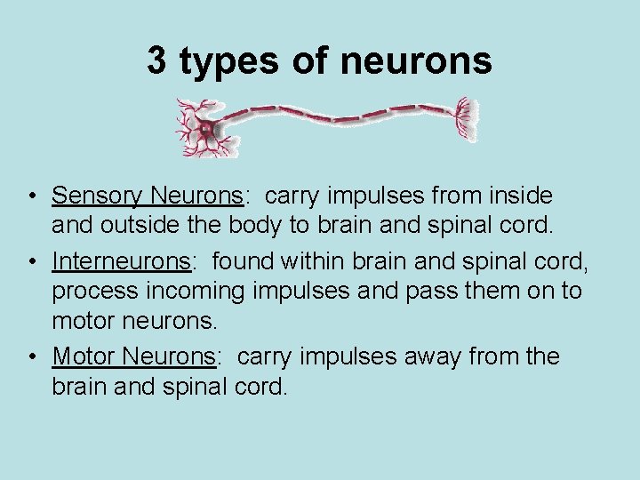 3 types of neurons • Sensory Neurons: carry impulses from inside and outside the