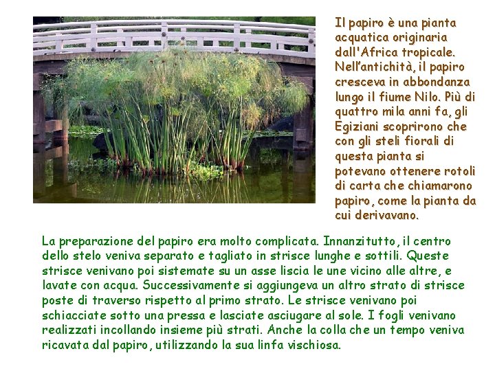 Il papiro è una pianta acquatica originaria dall'Africa tropicale. Nell’antichità, il papiro cresceva in