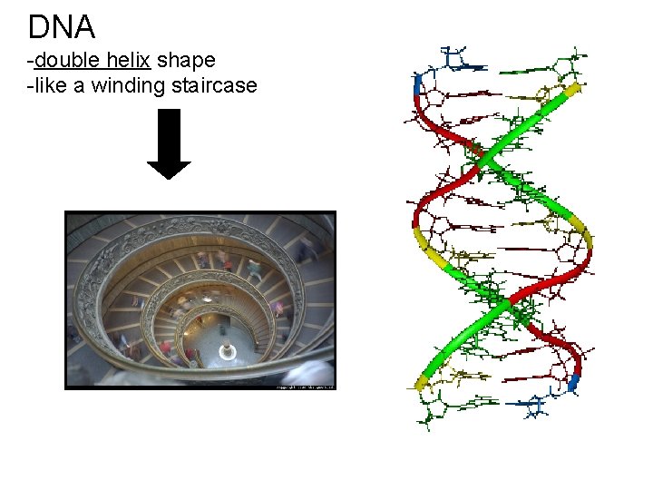 DNA -double helix shape -like a winding staircase 